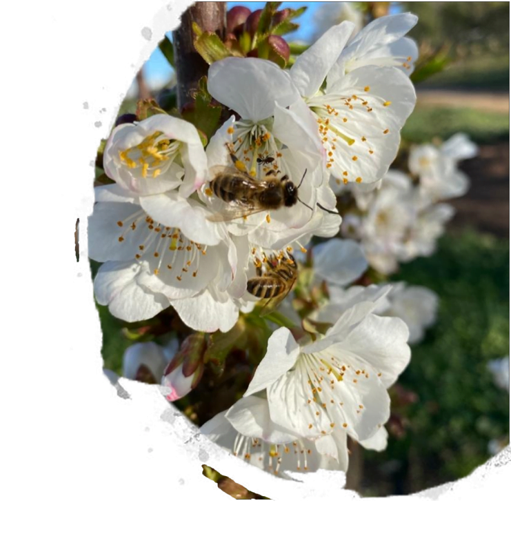 bees on cherry blossoms