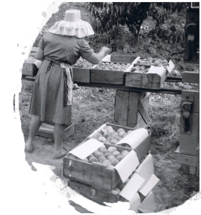 woman packing cherries